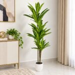Dracaena Tree Plant – 180cm