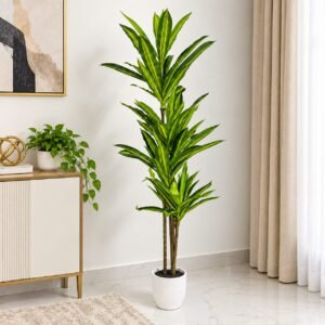 Dracaena Tree Plant – 180cm