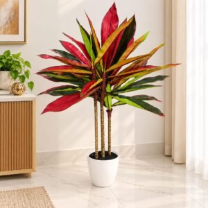 Dragon Blood Tree Plant – 100cm